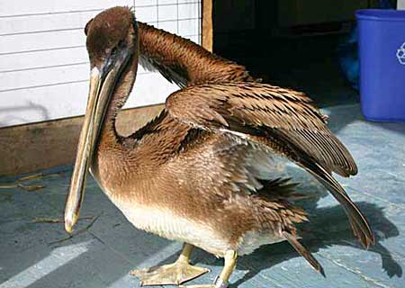 Ralph the pelican